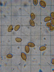 Gymnopilus flavidellus