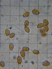 Gymnopilus flavidellus