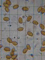 Gymnopilus flavidellus