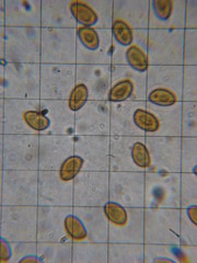 Gymnopilus flavidellus