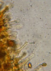 Gymnopilus flavidellus