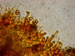 Gymnopilus flavidellus