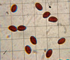 Gymnopilus flavidellus