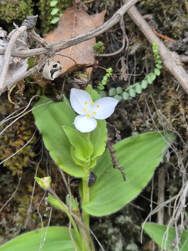 Matudanthus nanus (Matudanthus nanus)
