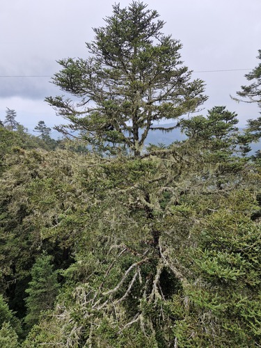 Abies hickelii, photograph 6