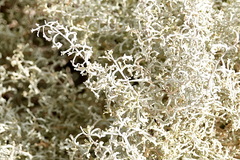 Atriplex lampa