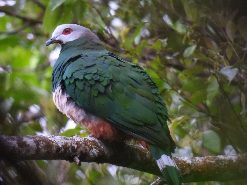 Pink-bellied Imperial Pigeon