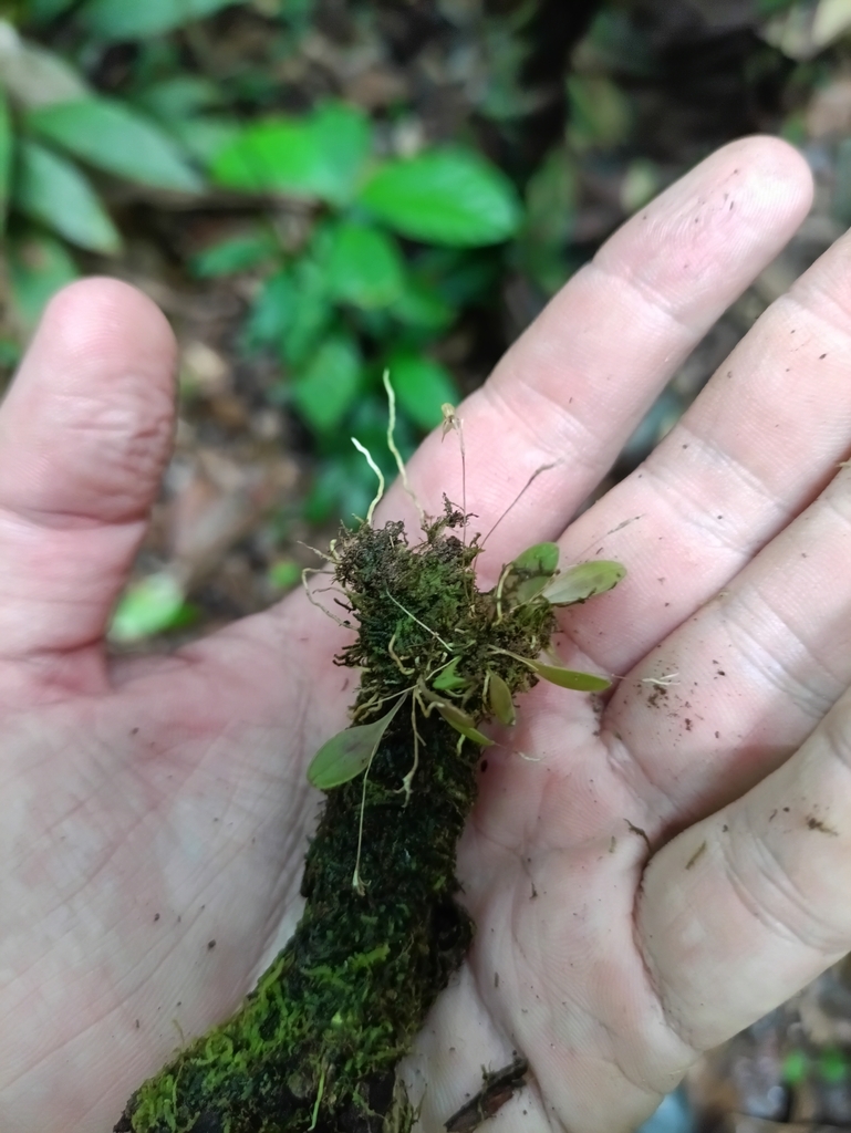 Andreettaea semperflorens