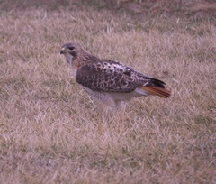 Buteo jamaicensis