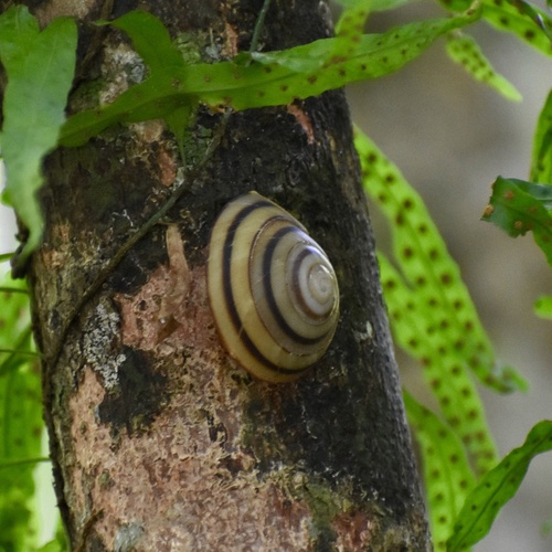 Caracolus sagemon