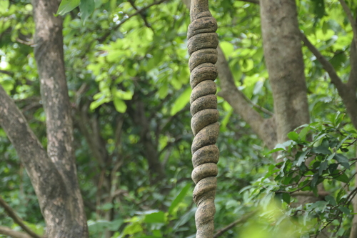 Varavalli (Getonia floribunda)