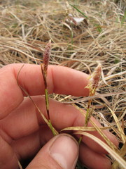 Carex richardsonii