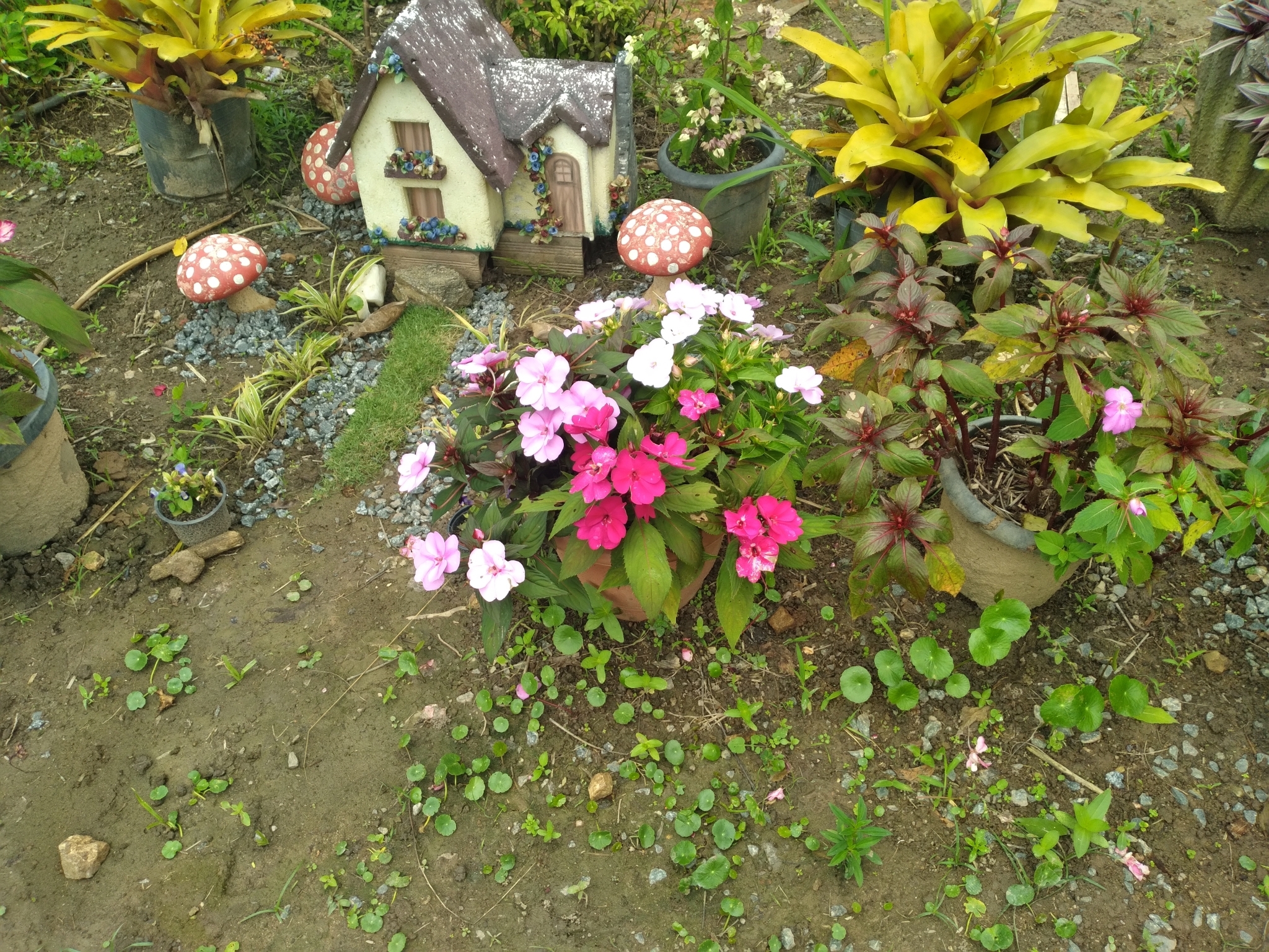 Impatiens hawkeri