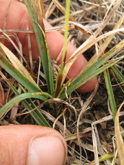 Carex richardsonii