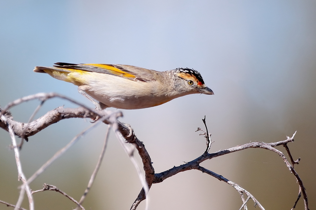 Red-browed Pardalote (Pardalotus rubricatus) photo