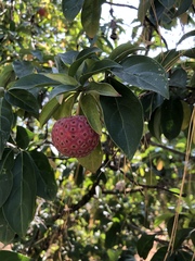 Cornus capitata