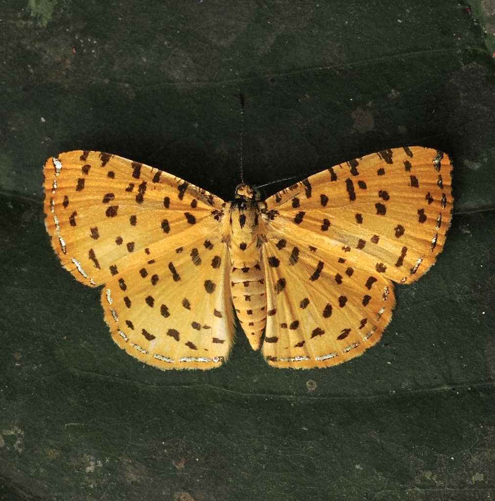 Argyrogrammana stilbe