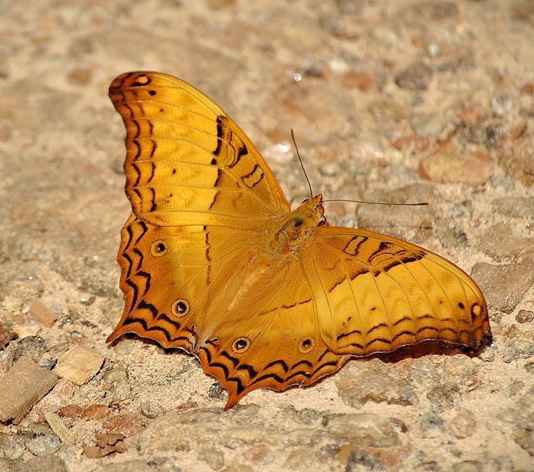 翠蛱蝶（Vindula erota）
