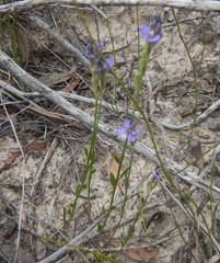 Comesperma calymega
