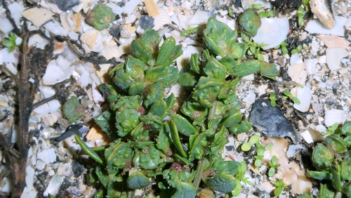 Atriplex glabriuscula, photograph 4