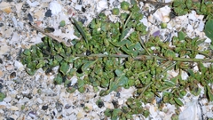 Atriplex glabriuscula, photograph author not stated, no rights reserved