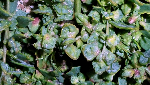 Atriplex glabriuscula, photograph 6