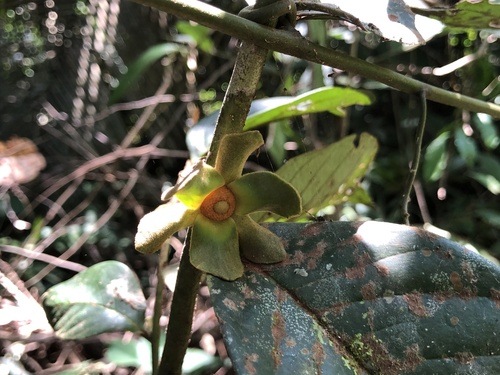 Guatteria insignis