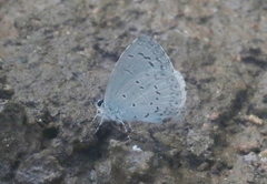 Celastrina echo