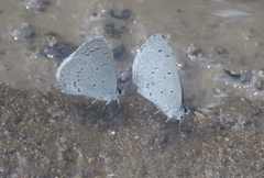 Celastrina echo