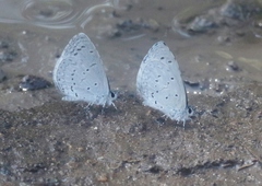 Celastrina echo
