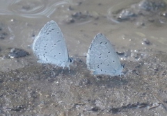 Celastrina echo