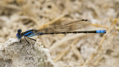 Argia alberta