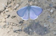 Celastrina echo