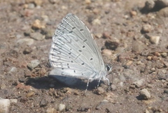 Celastrina echo