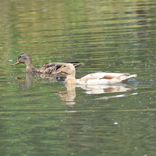 Domestic Mallard photographed in Oregon