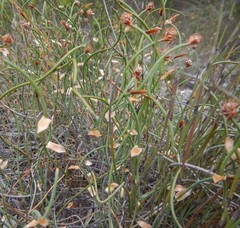 Lepidobolus drapetocoleus