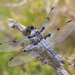 Hoary Skimmer - Photo (c) Jim Johnson, some rights reserved (CC BY-NC-ND), uploaded by Jim Johnson