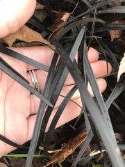 Ophiopogon planiscapus