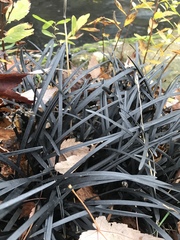 Ophiopogon planiscapus