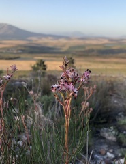 Serruria meisneriana