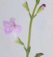 Endostemon tenuiflorus