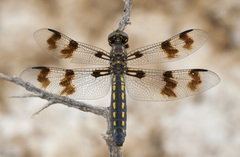 Plathemis subornata