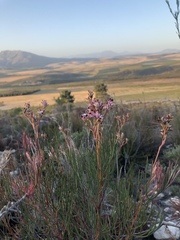 Serruria meisneriana