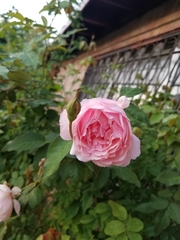 Rosa