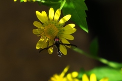 Pelecinobaccha costata