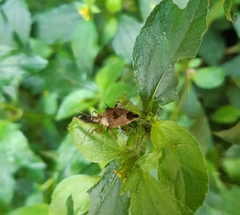 Cantheconidea javana