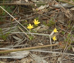 Tricoryne elatior