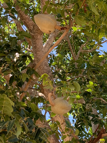 Honduras Mahogany