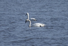 Cygnus columbianus columbianus