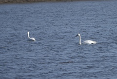 Cygnus columbianus columbianus